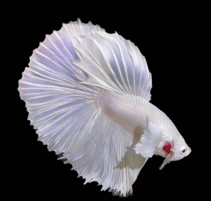 極楽ファーム 6プラチナホワイトダンボハーフムーン ベタ Betta New 熱帯魚 闘魚 極楽魚 ベタ 売買されたオークション情報 Yahooの商品情報をアーカイブ公開 オークファン Aucfan Com