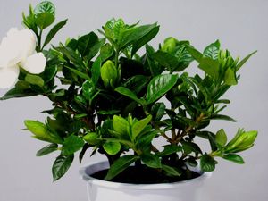 ヌマタの値段と価格推移は 14件の売買情報を集計したヌマタの価格や価値の推移データを公開