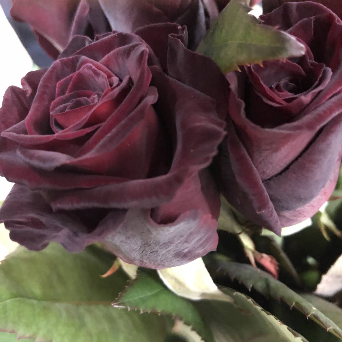 切り花品種 ブラックバッカラ 四季咲き中大輪 黒赤 挿し木苗 バラ 売買されたオークション情報 Yahooの商品情報をアーカイブ公開 オークファン Aucfan Com