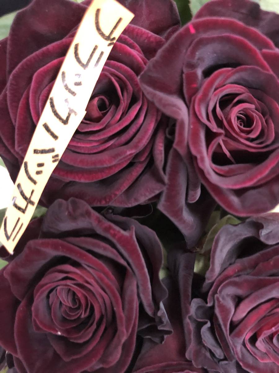 切り花品種 ブラックバッカラ 四季咲き中大輪 黒赤 挿し木苗 バラ 売買されたオークション情報 Yahooの商品情報をアーカイブ公開 オークファン Aucfan Com