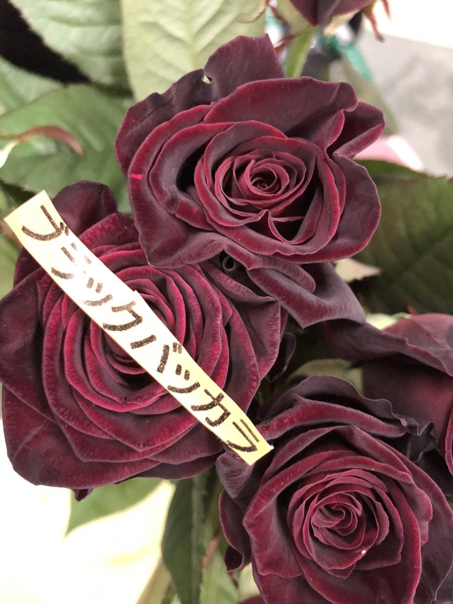 切り花品種 ブラックバッカラ 四季咲き中大輪 黒赤 挿し木苗 バラ 売買されたオークション情報 Yahooの商品情報をアーカイブ公開 オークファン Aucfan Com