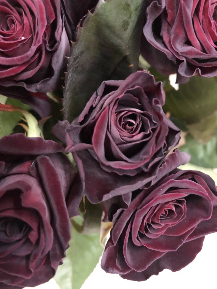 切り花品種 ブラックバッカラ 四季咲き中大輪 黒赤 挿し木苗 バラ 売買されたオークション情報 Yahooの商品情報をアーカイブ公開 オークファン Aucfan Com