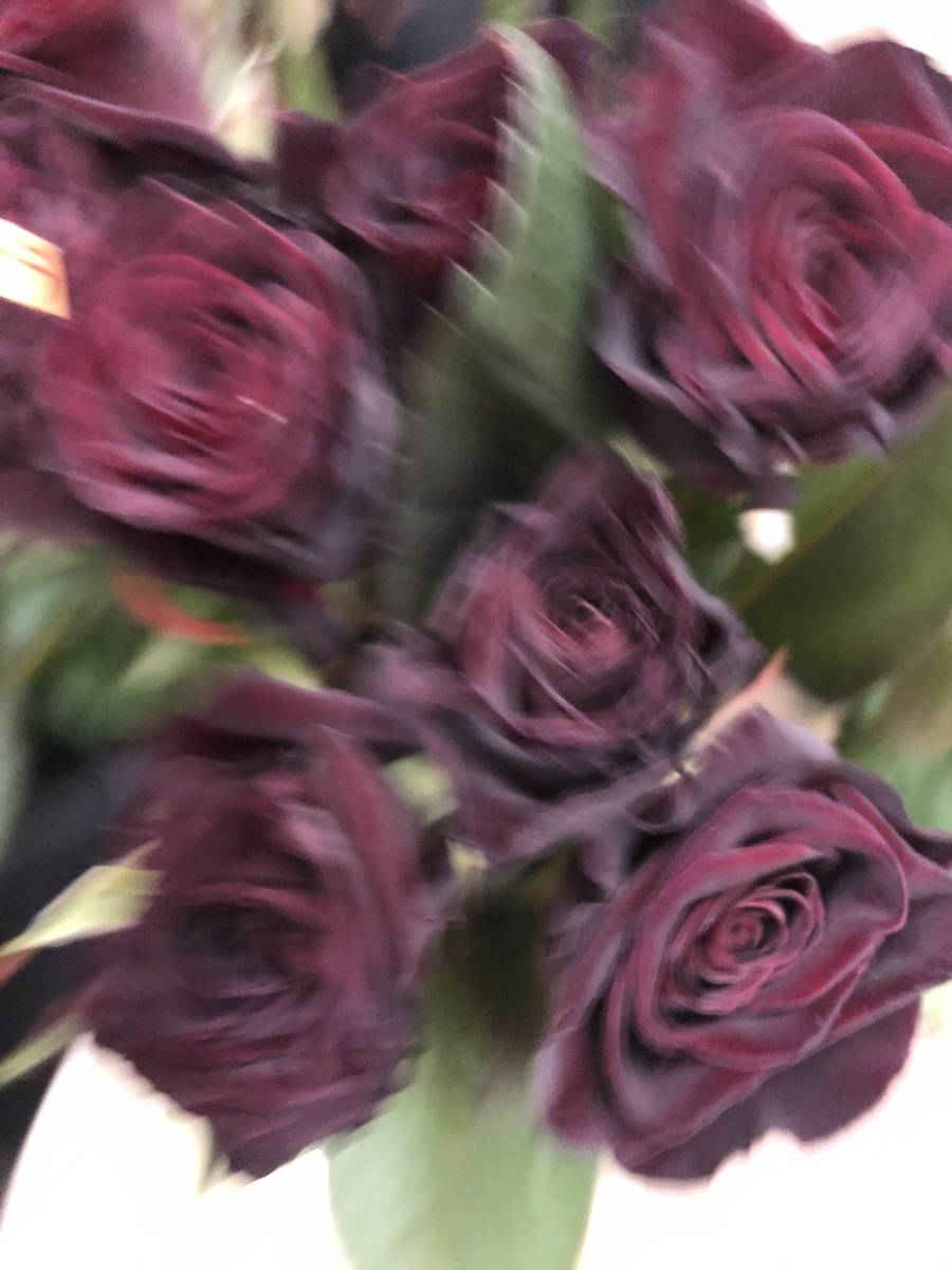 切り花品種 ブラックバッカラ 四季咲き中大輪 黒赤 挿し木苗 バラ 売買されたオークション情報 Yahooの商品情報をアーカイブ公開 オークファン Aucfan Com