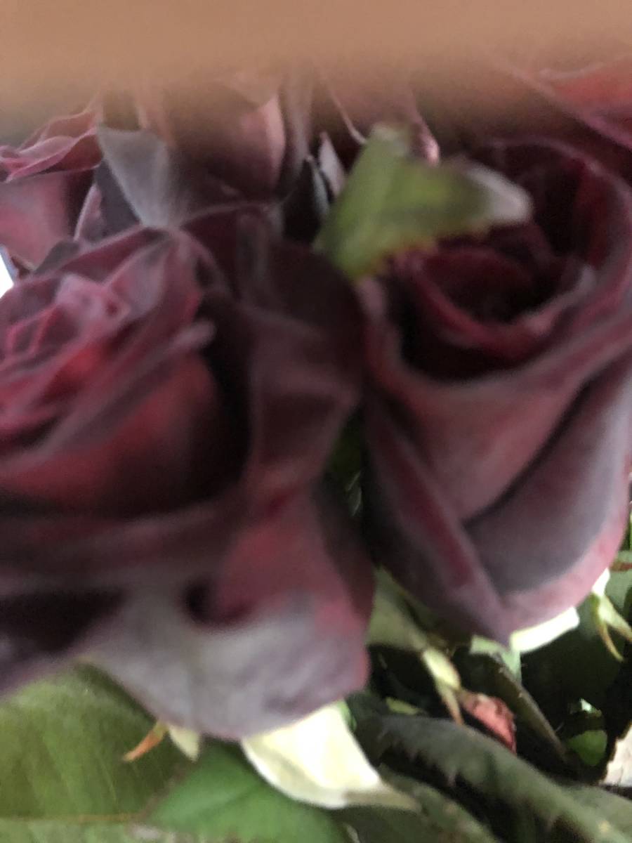 切り花品種 ブラックバッカラ 四季咲き中大輪 黒赤 挿し木苗 バラ 売買されたオークション情報 Yahooの商品情報をアーカイブ公開 オークファン Aucfan Com