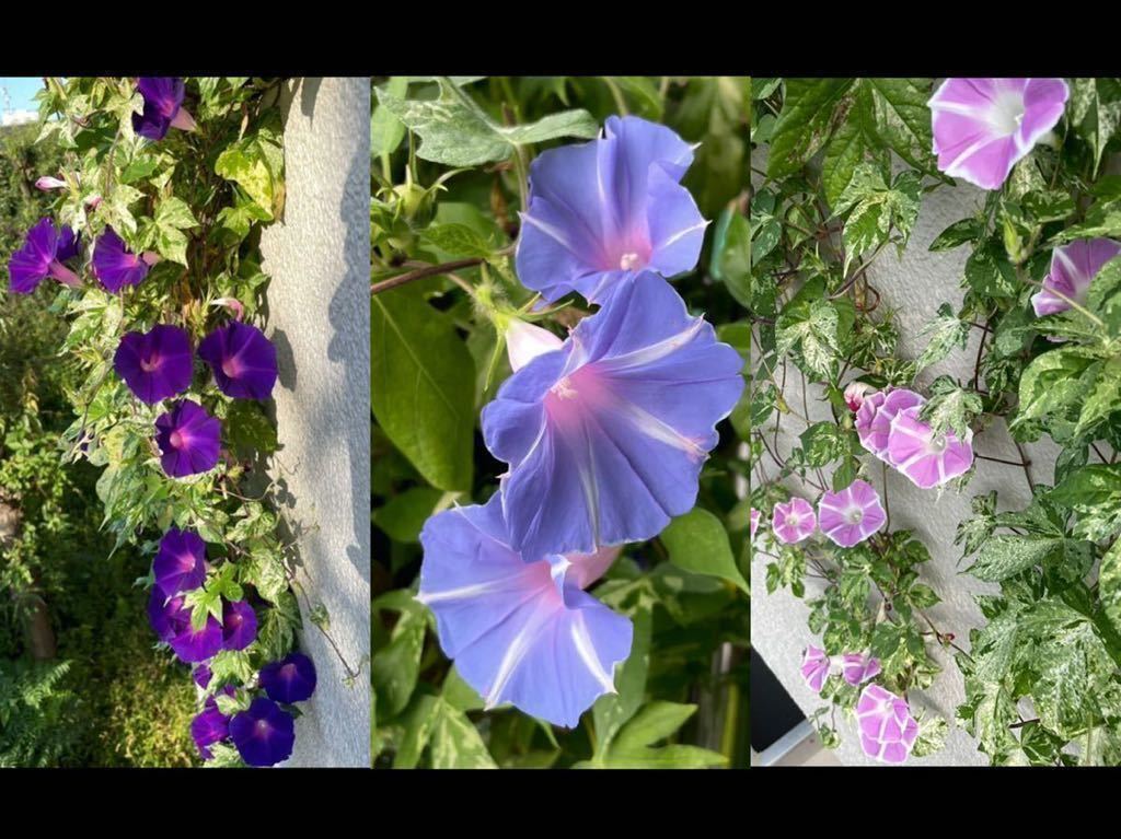 枝垂れ朝顔 恋しぐれ 朝顔の種 アサガオ しだれアサガオ 紫 ピンク スカイブルー アサガオ 売買されたオークション情報 Yahooの商品情報をアーカイブ公開 オークファン Aucfan Com