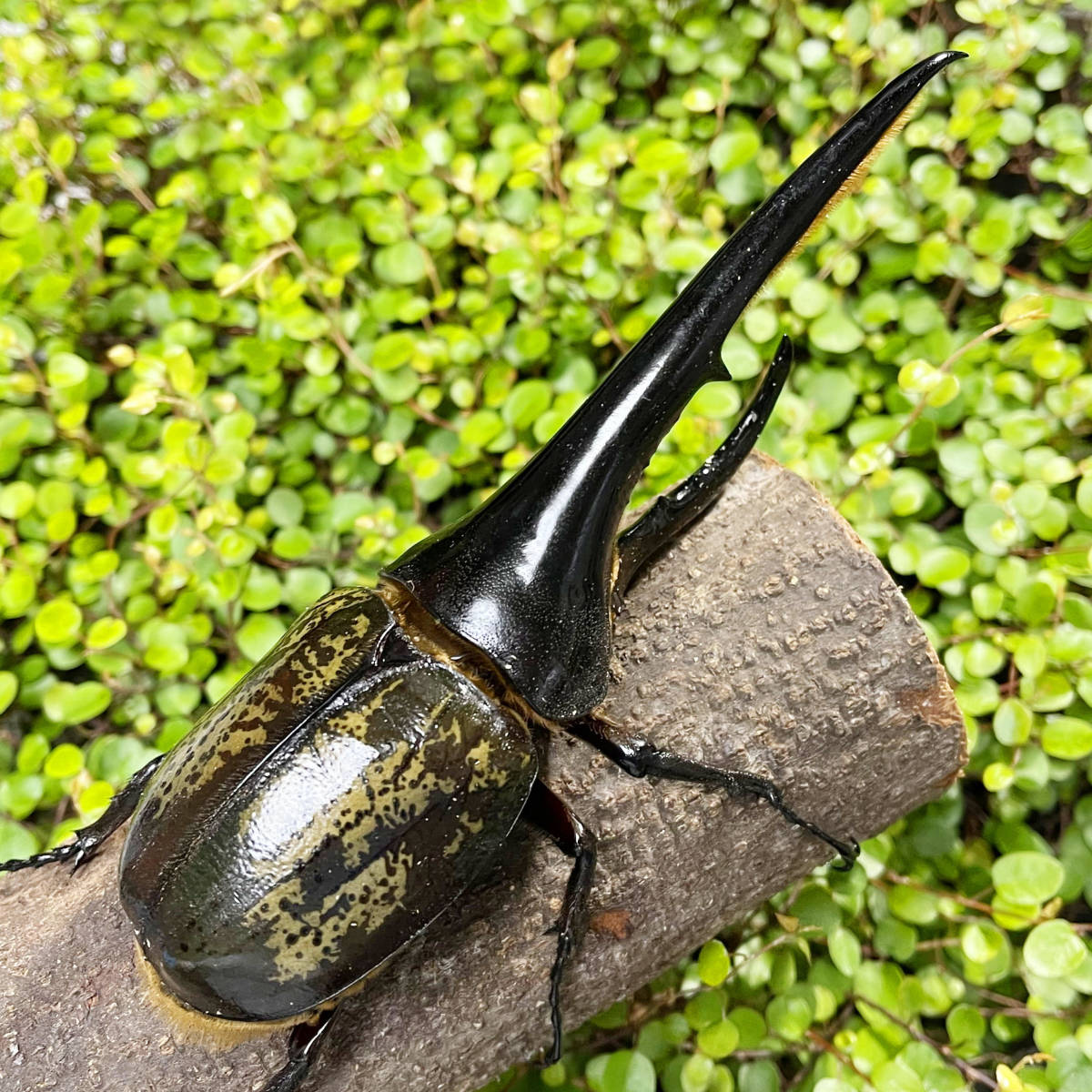 RK】DHヘラクレスオオカブト 成虫 オス ♂ 単品 161mm HA血統  