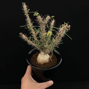 花キリンの値段と価格推移は 22件の売買情報を集計した花キリンの価格や価値の推移データを公開