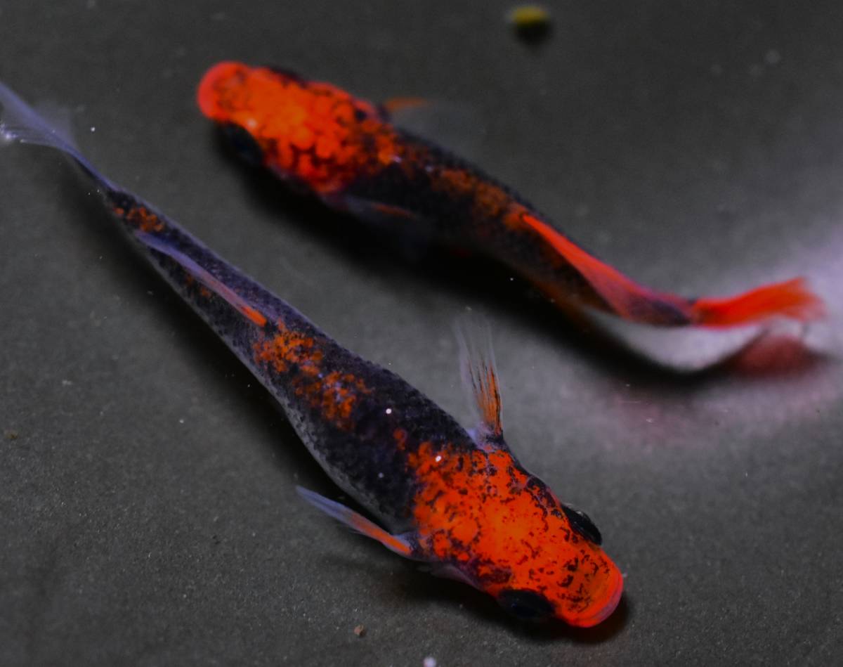 大空めだか 種親レベル 本家 優朱龍錦ヒカリメダカ 1ペア A 現物出品 乙姫好きも Bigboxestudios Com Br