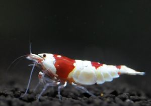 三晃家 レッドビーシュリンプ 100匹 画像の水槽より良グレード 同梱 Cna Gob Bo