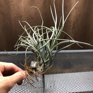 送料無料 エアープランツ チランジア テヌイフォリア 32株セット 32個セット チランドジア 観葉植物 エアプランツ Sucasa Com Ve