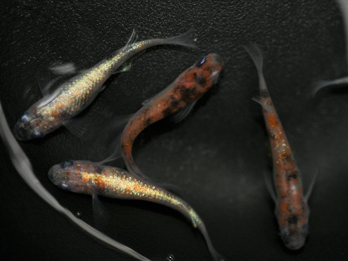 花めだか 現物 紅玉 オス2メス3 メダカ 墨紅玉 朱紅玉 月華 花魁 温州三色 宮桜 錦秋 紅灯 三色 和墨 めだか 売買されたオークション情報 Yahooの商品情報をアーカイブ公開 オークファン Aucfan Com