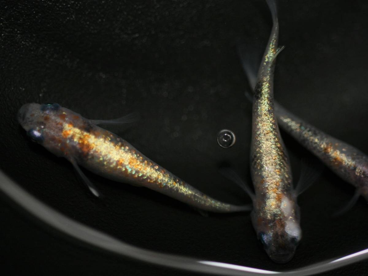 花めだか 現物 紅玉 オス2メス3 メダカ 墨紅玉 朱紅玉 月華 花魁 温州三色 宮桜 錦秋 紅灯 三色 和墨 めだか 売買されたオークション情報 Yahooの商品情報をアーカイブ公開 オークファン Aucfan Com