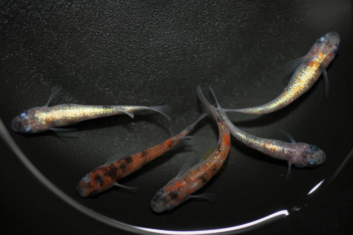 花めだか 現物 紅玉 オス2メス3 メダカ 墨紅玉 朱紅玉 月華 花魁 温州三色 宮桜 錦秋 紅灯 三色 和墨 めだか 売買されたオークション情報 Yahooの商品情報をアーカイブ公開 オークファン Aucfan Com