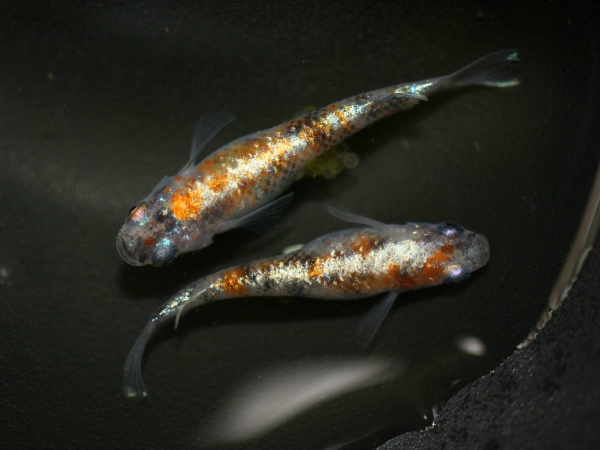 花めだか 現物 紅玉 オス2メス3 メダカ 墨紅玉 朱紅玉 月華 花魁 温州三色 宮桜 錦秋 紅灯 三色 和墨 めだか 売買されたオークション情報 Yahooの商品情報をアーカイブ公開 オークファン Aucfan Com