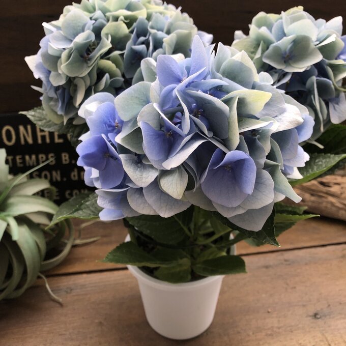 ブルー アンティーク色 秋色アジサイ 観葉植物