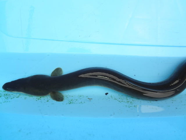 天然うなぎ 静岡産 画像個体 55cm 梱包無料 天然 採取 野生採取 食用 観賞魚 うなぎ 栄養 鰻 蒲焼き 天然ウナギ ウナギ 天然鰻 魚 売買されたオークション情報 Yahooの商品情報をアーカイブ公開 オークファン Aucfan Com