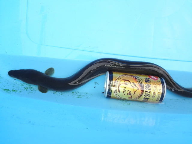 天然うなぎ 静岡産 画像個体 55cm 梱包無料 天然 採取 野生採取 食用 観賞魚 うなぎ 栄養 鰻 蒲焼き 天然ウナギ ウナギ 天然鰻 魚 売買されたオークション情報 Yahooの商品情報をアーカイブ公開 オークファン Aucfan Com
