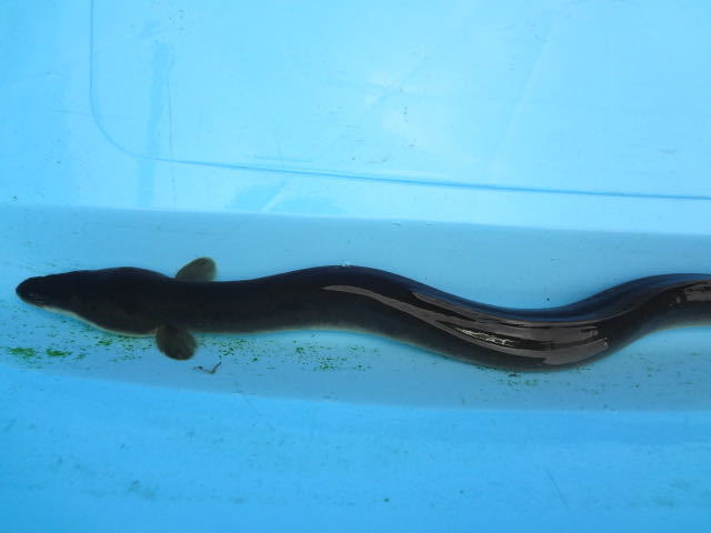 天然うなぎ 静岡産 画像個体 55cm 梱包無料 天然 採取 野生採取 食用 観賞魚 うなぎ 栄養 鰻 蒲焼き 天然ウナギ ウナギ 天然鰻 魚 売買されたオークション情報 Yahooの商品情報をアーカイブ公開 オークファン Aucfan Com