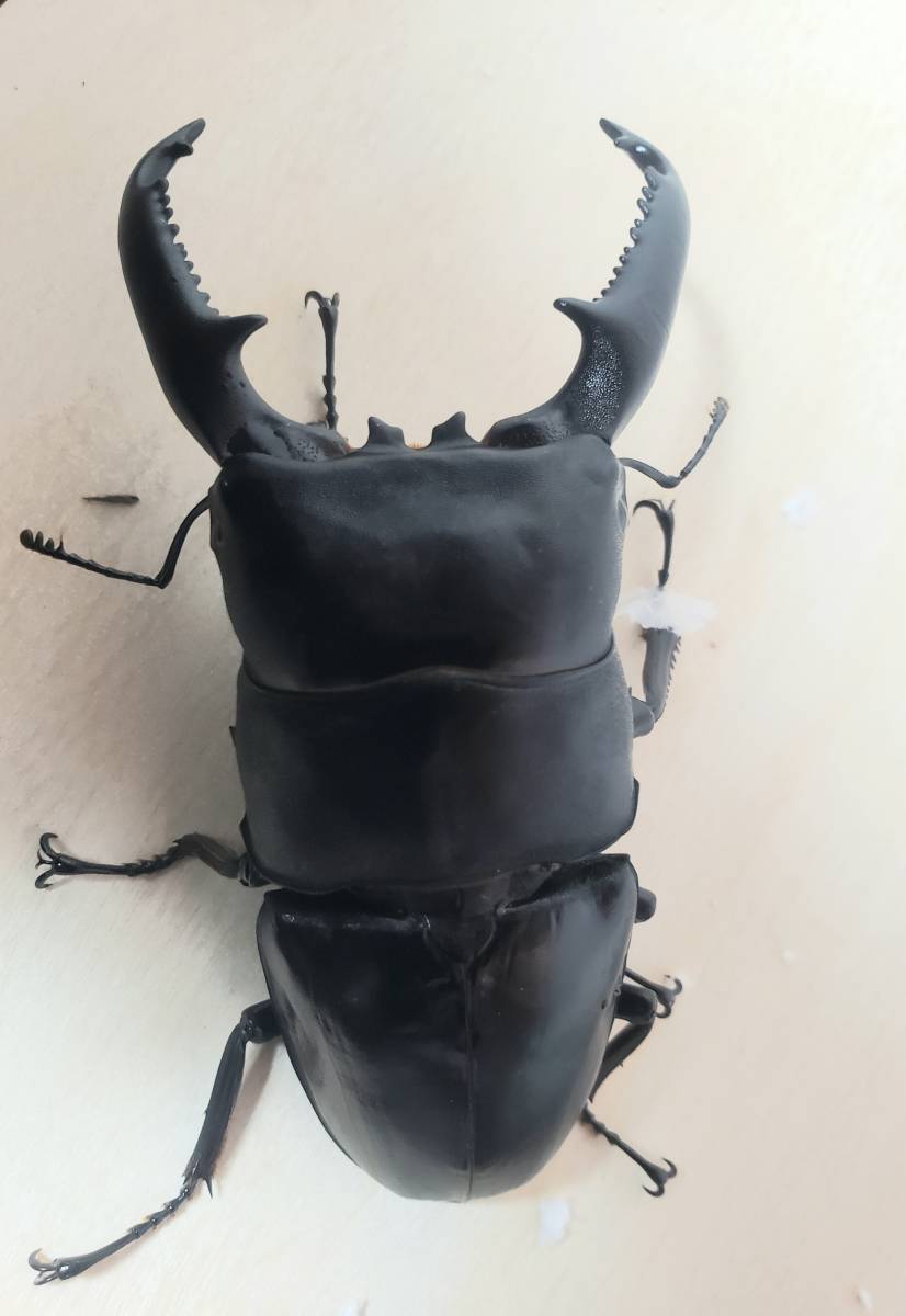 muko】パラワンヒラタ kuni血統(DDA購入からの累代品) ♂104mm♀50mm 