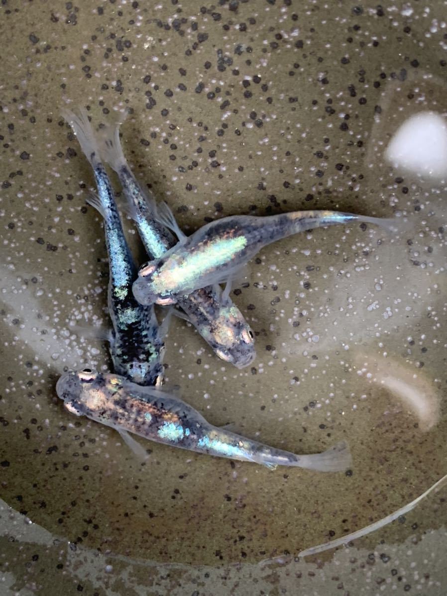 はなはなはな 超極上 黒百式 めだか 若魚現物出品 4匹 綺麗なブルー光 複雑な色味が渋い めだか 売買されたオークション情報 Yahooの商品情報をアーカイブ公開 オークファン Aucfan Com