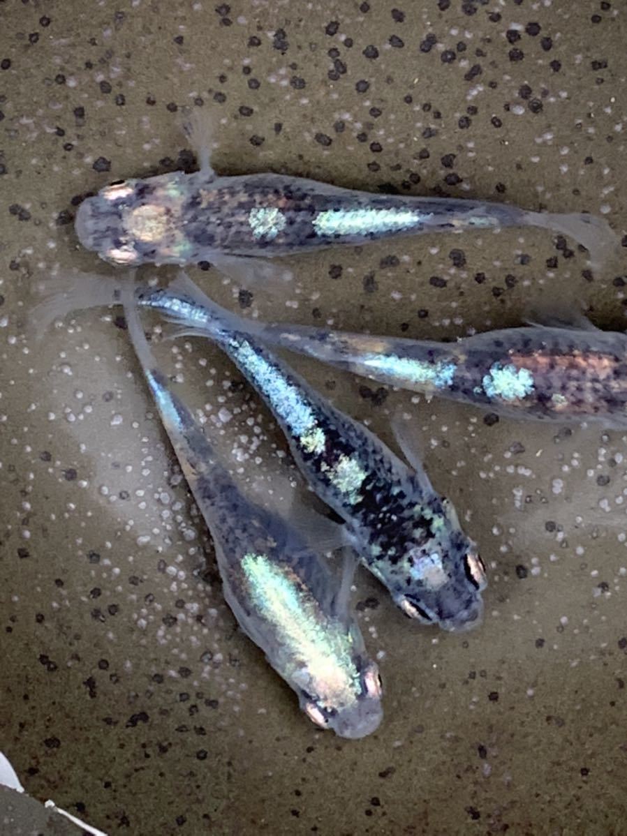 はなはなはな 超極上 黒百式 めだか 若魚現物出品 4匹 綺麗なブルー光 複雑な色味が渋い めだか 売買されたオークション情報 Yahooの商品情報をアーカイブ公開 オークファン Aucfan Com