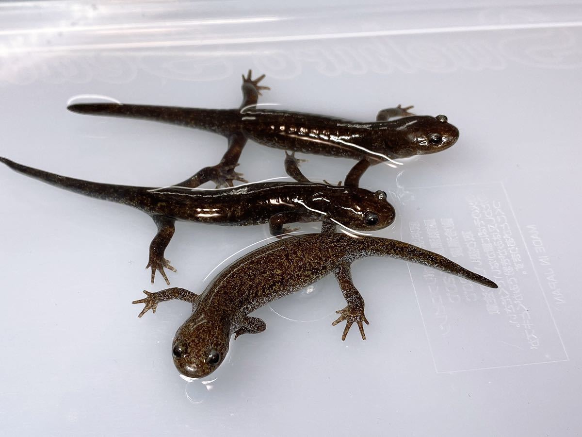 トウホクサンショウウオ ♂2匹♀1匹のトリオ 約90~100mm 飼い込み個体 
