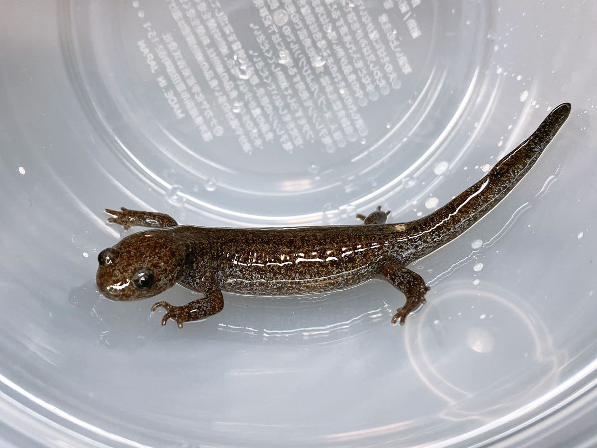 トウホクサンショウウオ ♂2匹♀1匹のトリオ 約90~100mm 飼い込み個体 
