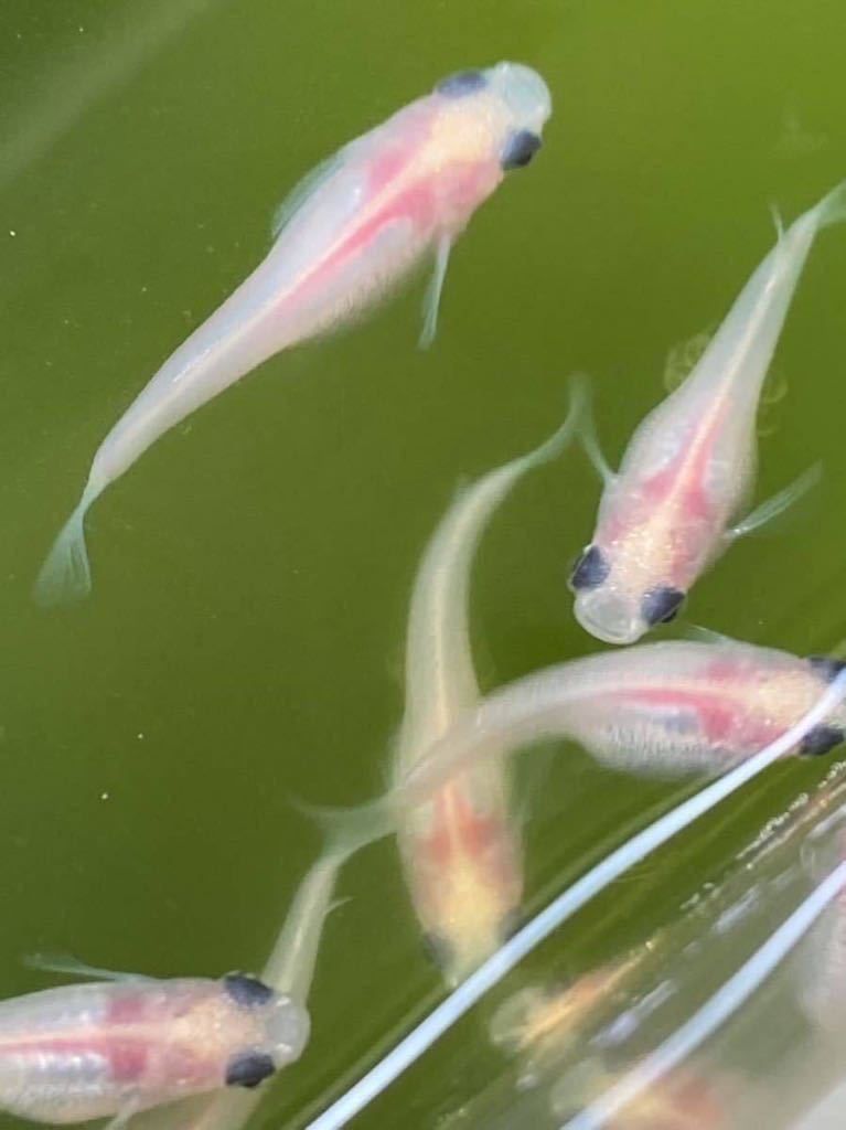 ピンクのパンダメダカ有精卵 25個 ゾウリムシ タレビン発送 めだか 売買されたオークション情報 Yahooの商品情報をアーカイブ公開 オークファン Aucfan Com