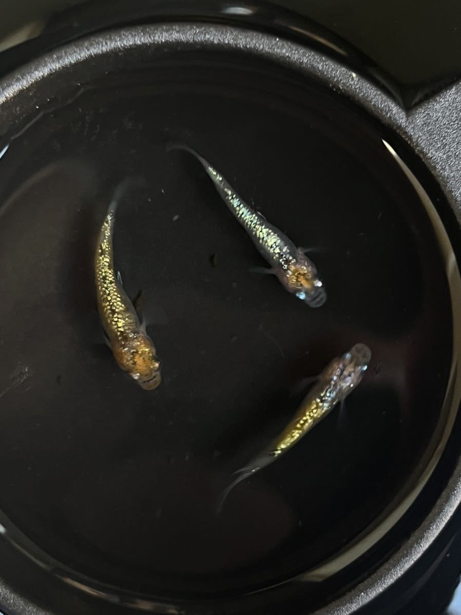 【むぎちゃんめだか】極上ラメ王　道三めだか様血統　現物出品　♂1♀2 若魚　メダカ