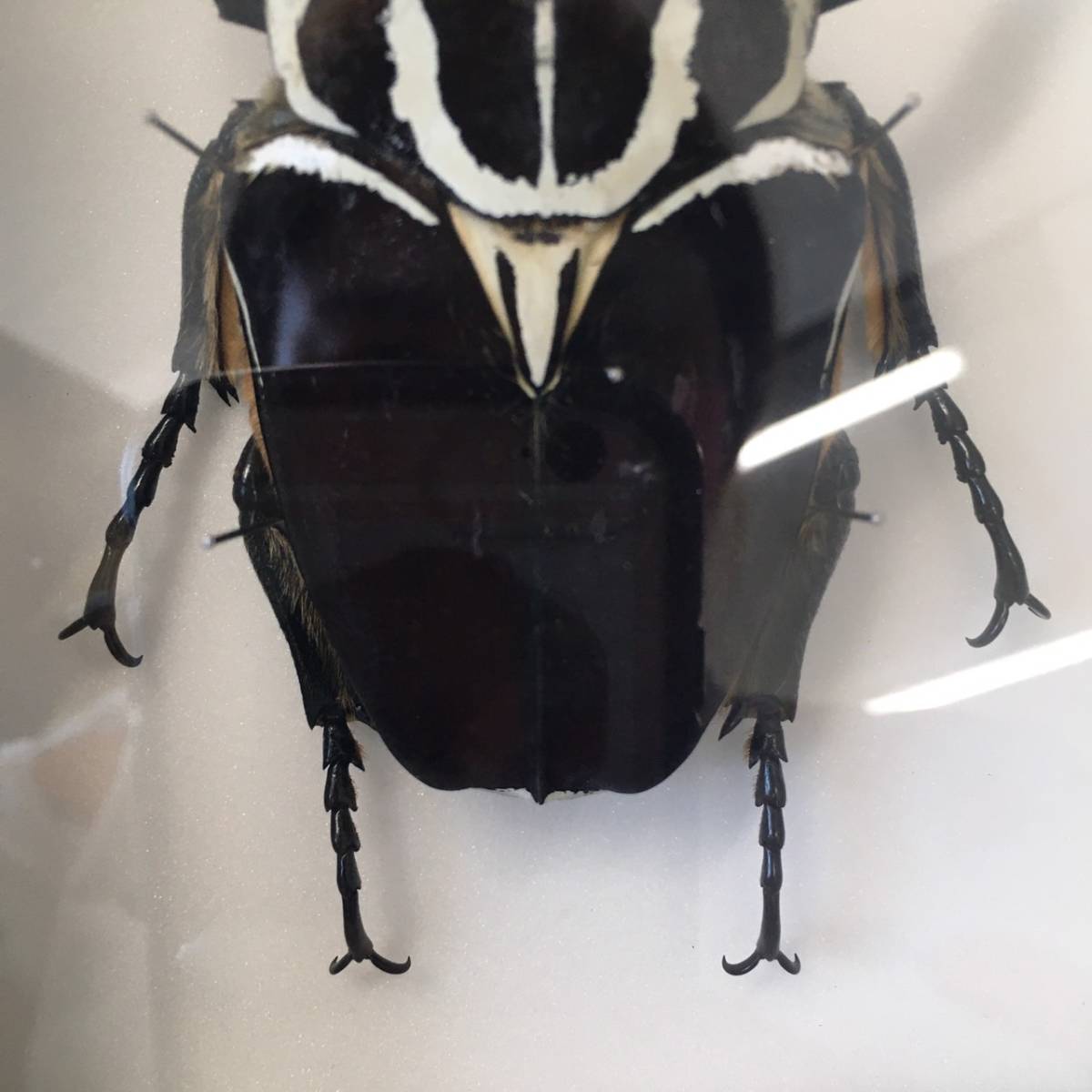 N334 ゴライアスオオツノハナムグリ シラフゴライアスオオツノ 