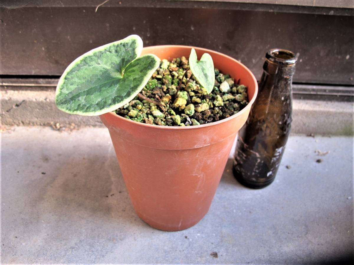 山野草 カンアオイ 覆輪斑入り オトメカンアオイ 2(鉢植え)｜売買され