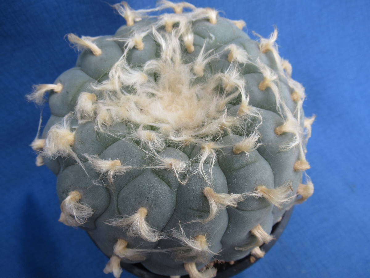 サボテン 多肉植物 銀冠玉 疣銀冠玉 Lophophora 公式通販 銀冠玉錦 