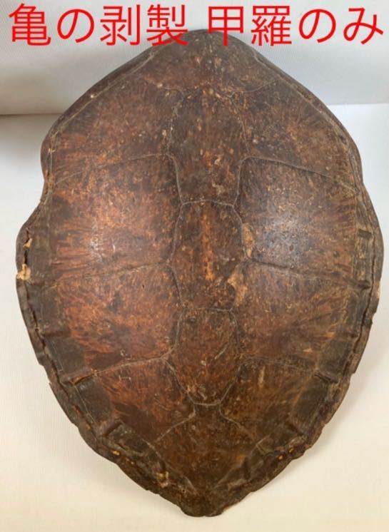 秩父の豪邸より 90cmの大迫力！ 亀の剥製 甲羅のみ ウミガメ 背骨骨格