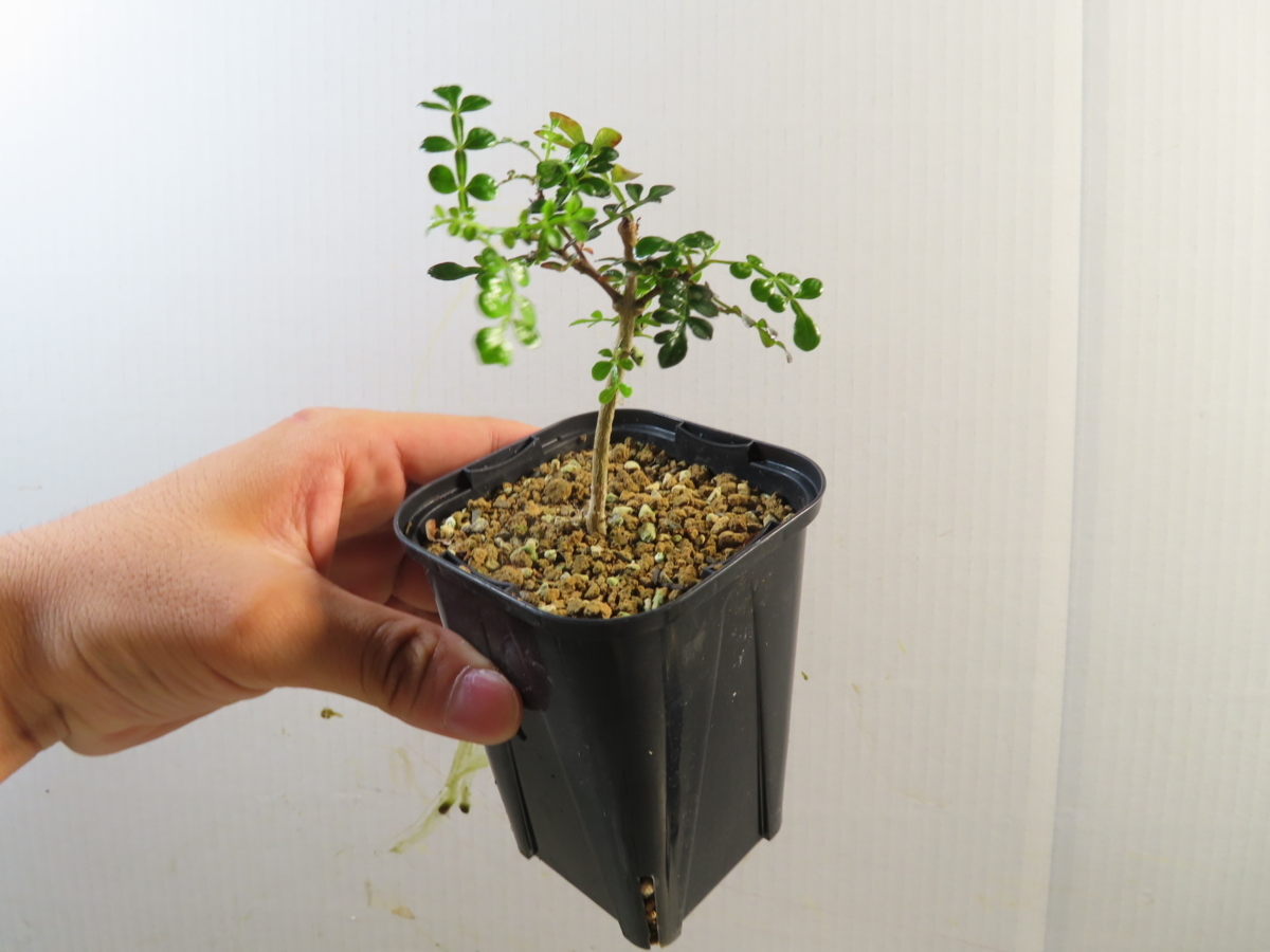 園芸ネット本店｜オペルクリカリア：デカリー （実生株） 2.5号鉢植え