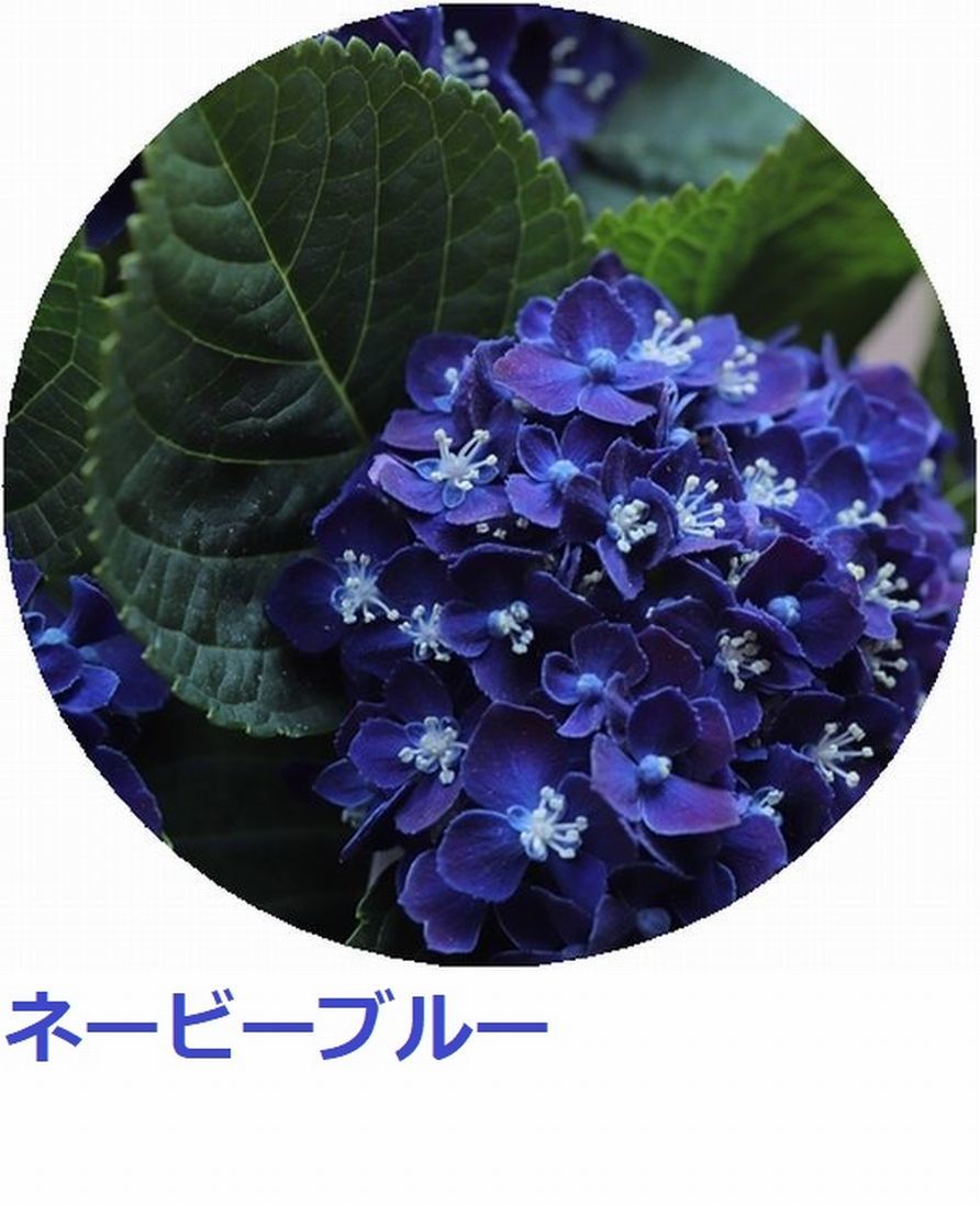 ラスト☆彡来季用花剪定済み☆彡超人気アジサイ ネービーブルー 6号鉢