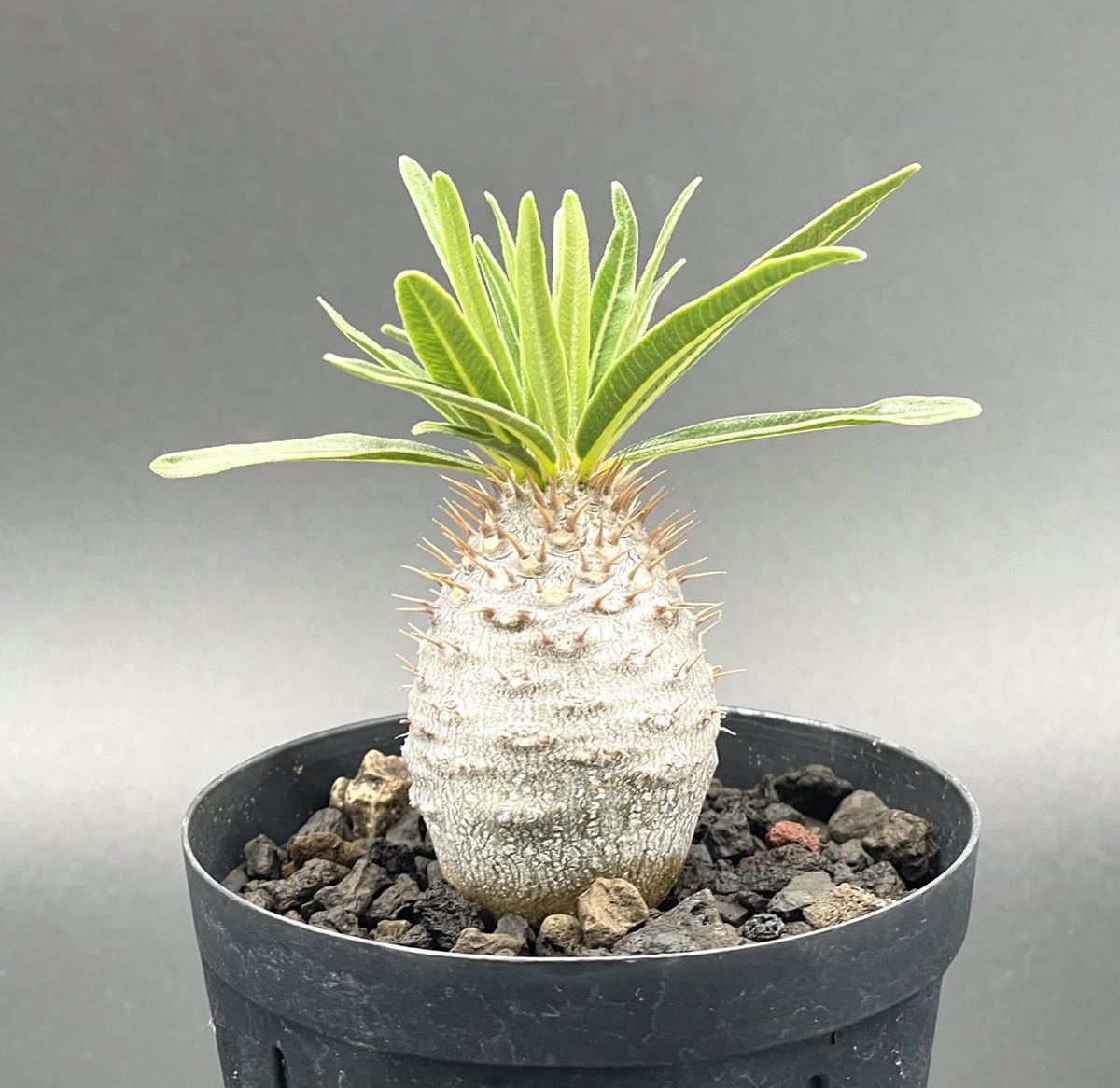 パキポディウム グラキリス国内群生実生株 塊根植物 コーデックス1-M8