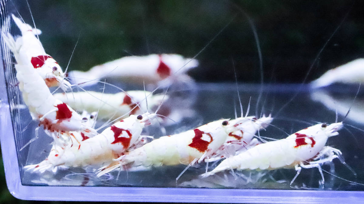 レッドビーシュリンプ 1匹の値段と価格推移は 103件の売買情報を集計したレッドビーシュリンプ 1匹の価格や価値の推移データを公開