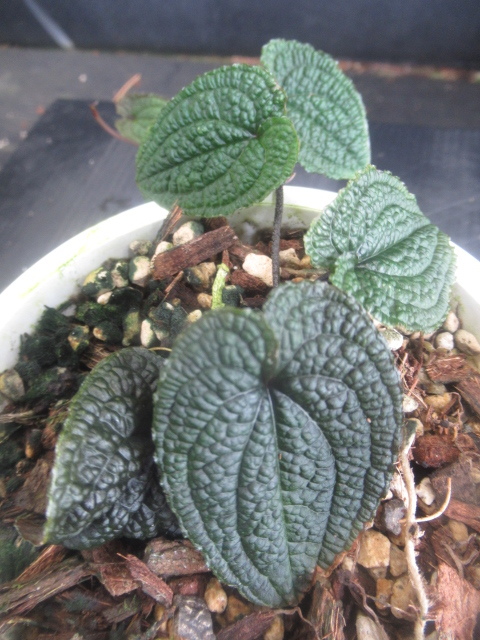 限定セール，本物保証 ＫＮ アンスリューム ベニウチワ属 クリデミオイデス ANTHURIUM CLIDEMIOIDES 0.8Ｍ以下(観葉植物)｜売買されたオークション情報、yahooの商品情報をアーカイブ公開 - オークファン その他