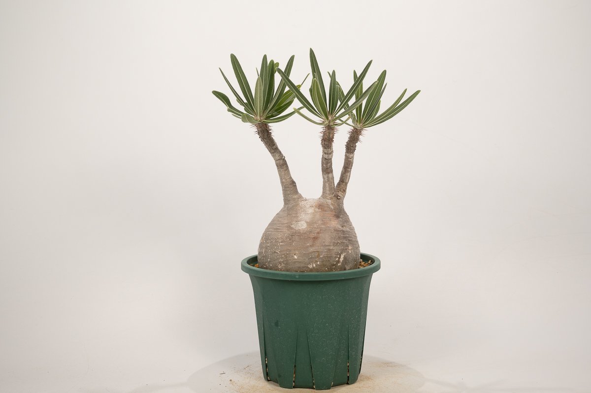 Pachypodium パキポディウム グラキリス 実生 現品限りパキポディウム