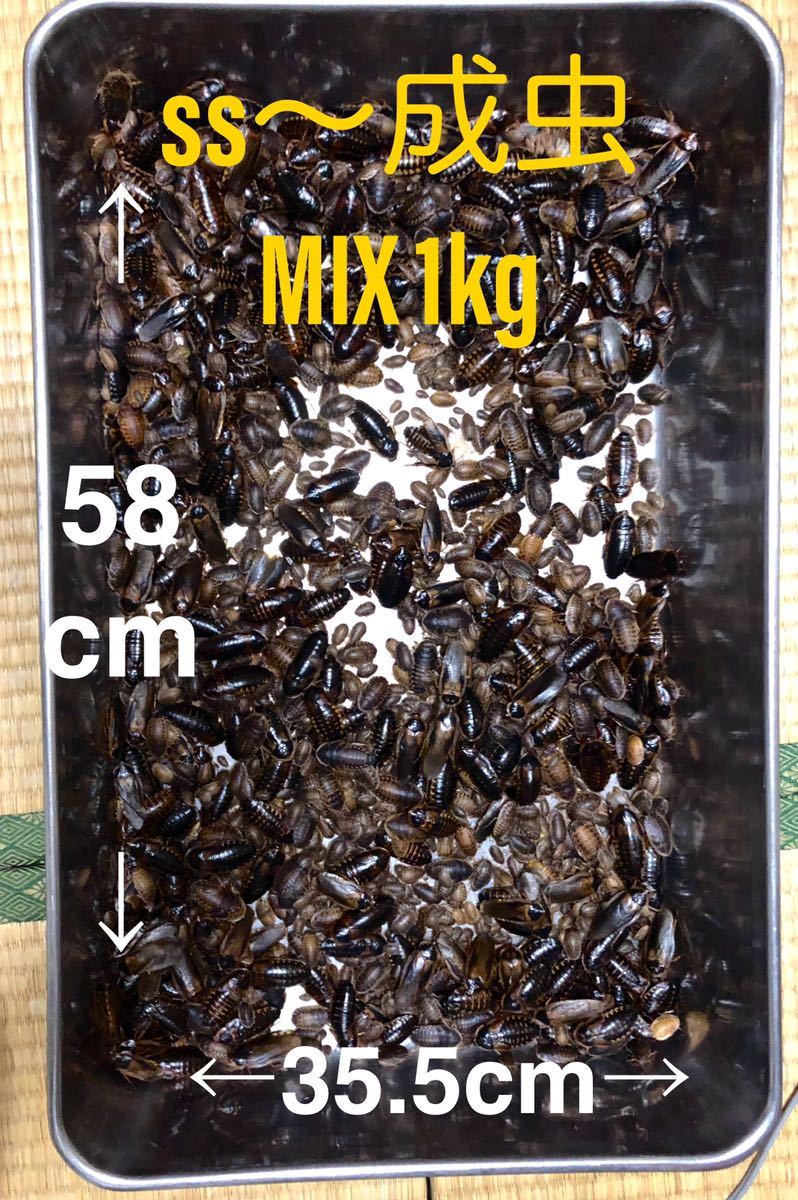 デュビア 1キロ ssサイズ〜成虫mix 死着保証100g（1割）フトアゴ 