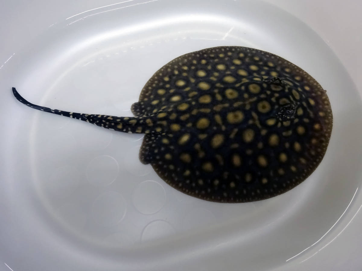 レア物 淡水エイ 剥製本物 熱帯魚 ダイヤモンドポルカ 標本 Yahoo
