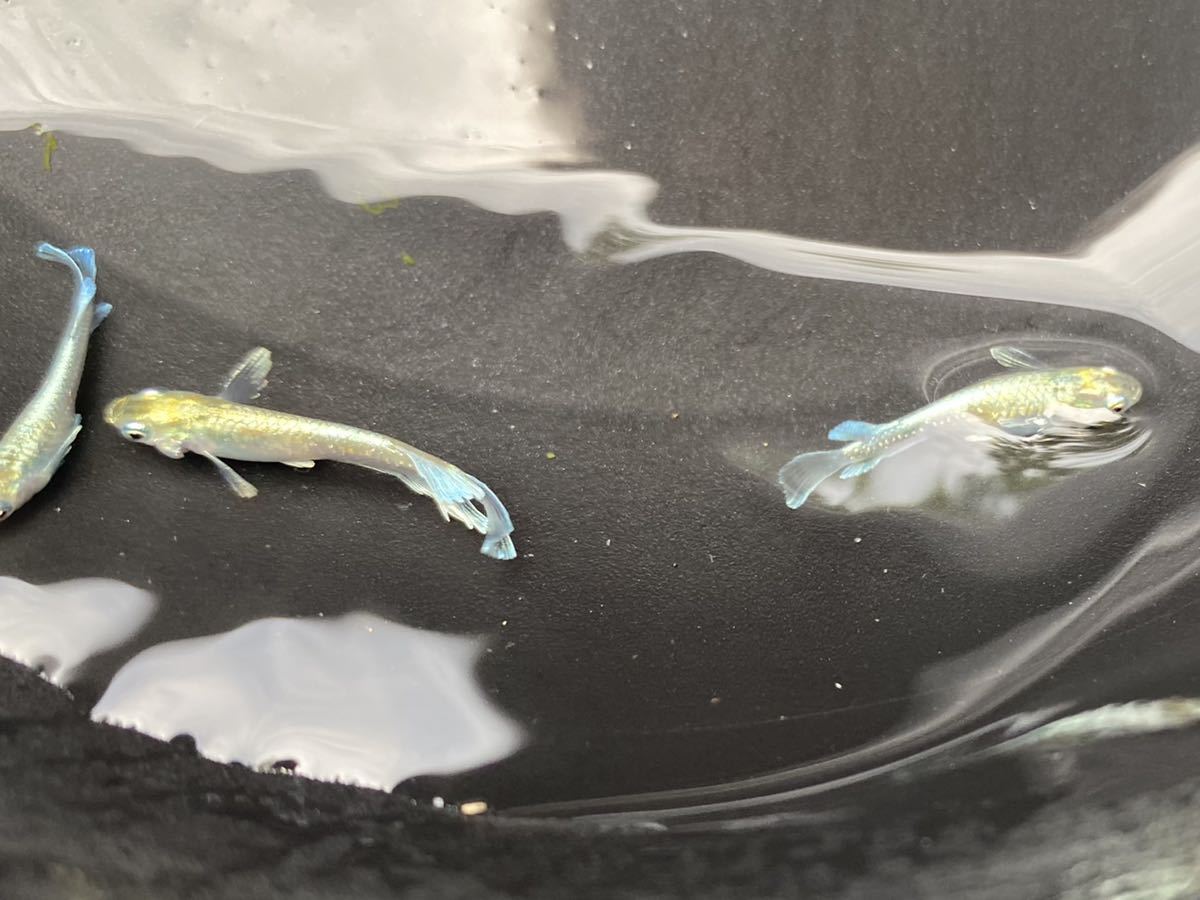 エメキン 若魚 雄1雌2 トリオ マリアージュキッシングワイドフィン 