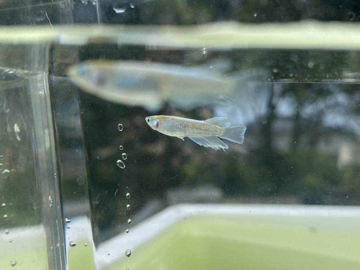 エメキン 若魚 雄1雌2 トリオ マリアージュキッシングワイドフィン 