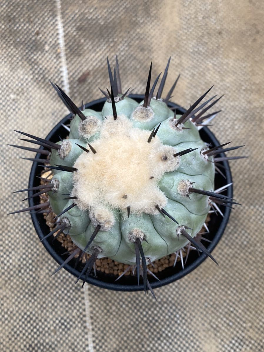 黒王丸 コピアポア サボテン 多肉植物 Copiapoa cinerea シネレア