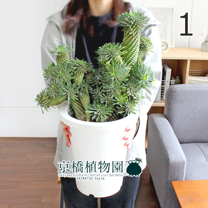 現品】ユーフォルビア・ソテツキリン 7号（1）Euphorbia bupleurifolia