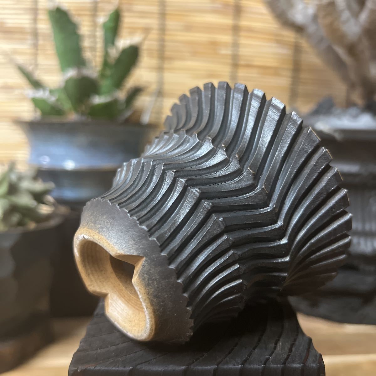 手作り 植木鉢 SSサイズ 検索（塊根植物 グラキリス パキポディウム 觀