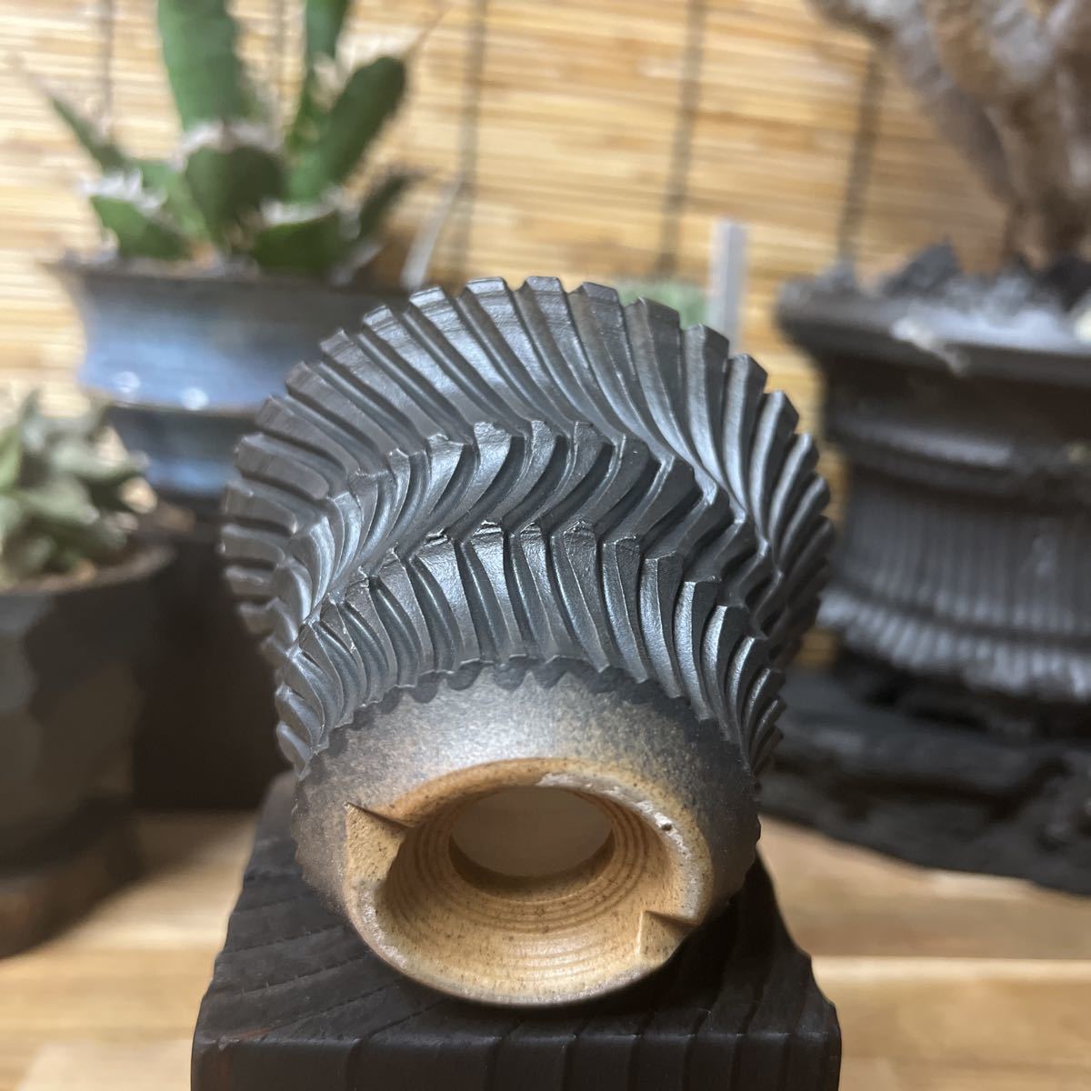 手作り 植木鉢 SSサイズ 検索（塊根植物 グラキリス パキポディウム 觀