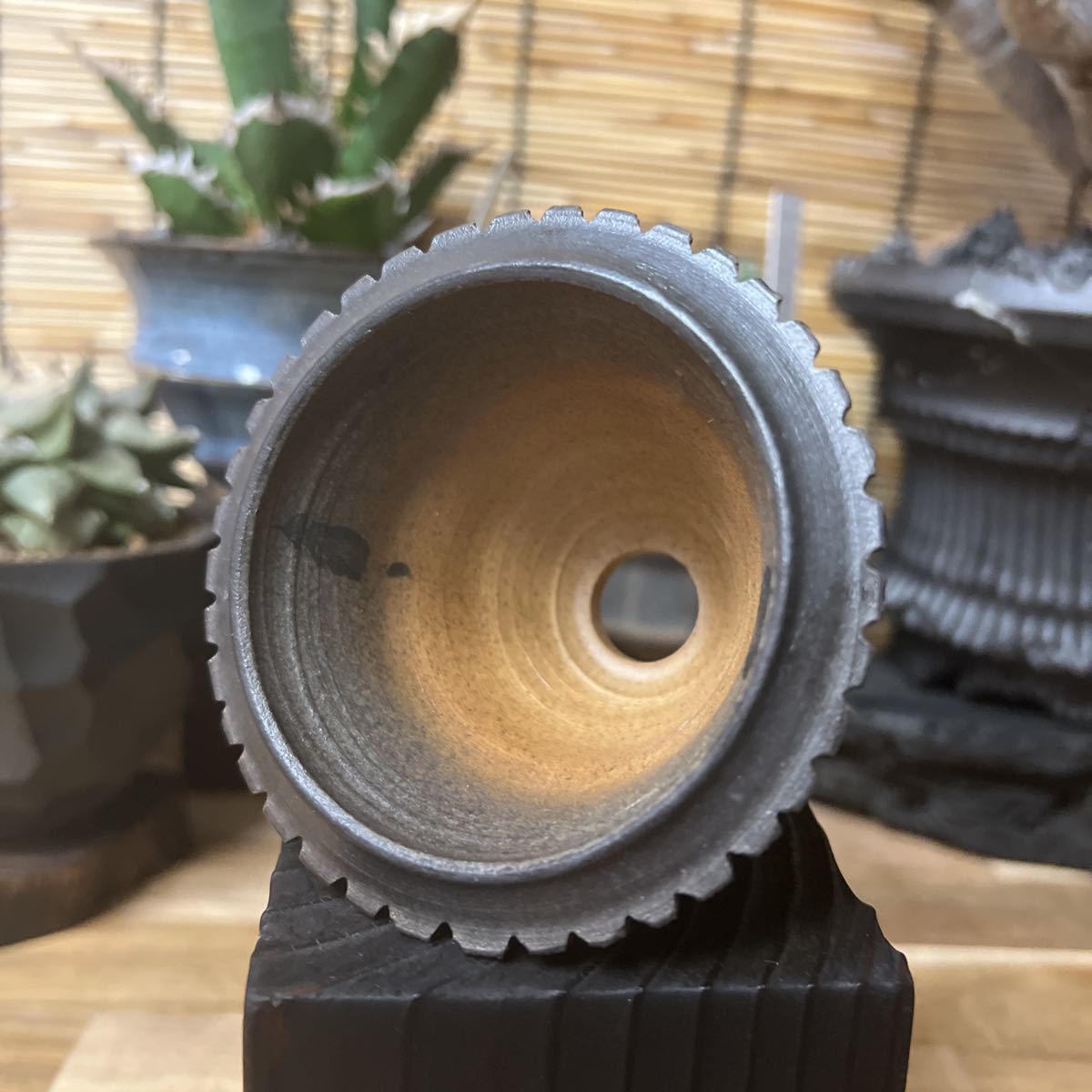 手作り 植木鉢 SSサイズ 検索（塊根植物 グラキリス パキポディウム 觀