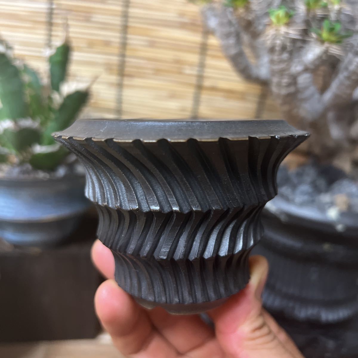 手作り 植木鉢 SSサイズ 検索（塊根植物 グラキリス パキポディウム 觀