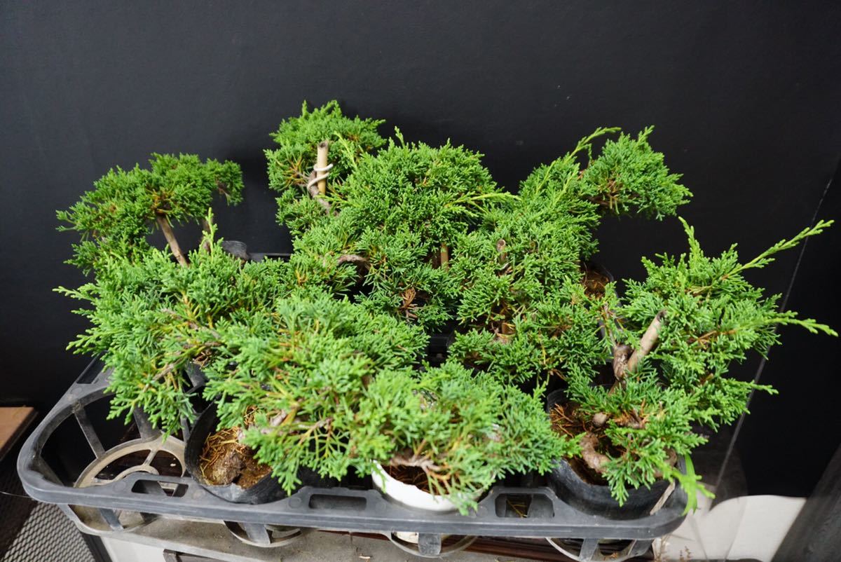 真柏 9本セット》真柏盆栽 真柏 素材 小品盆栽 9本セット/ 黒松 五葉松
